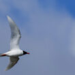 Mouette mélanocéphale